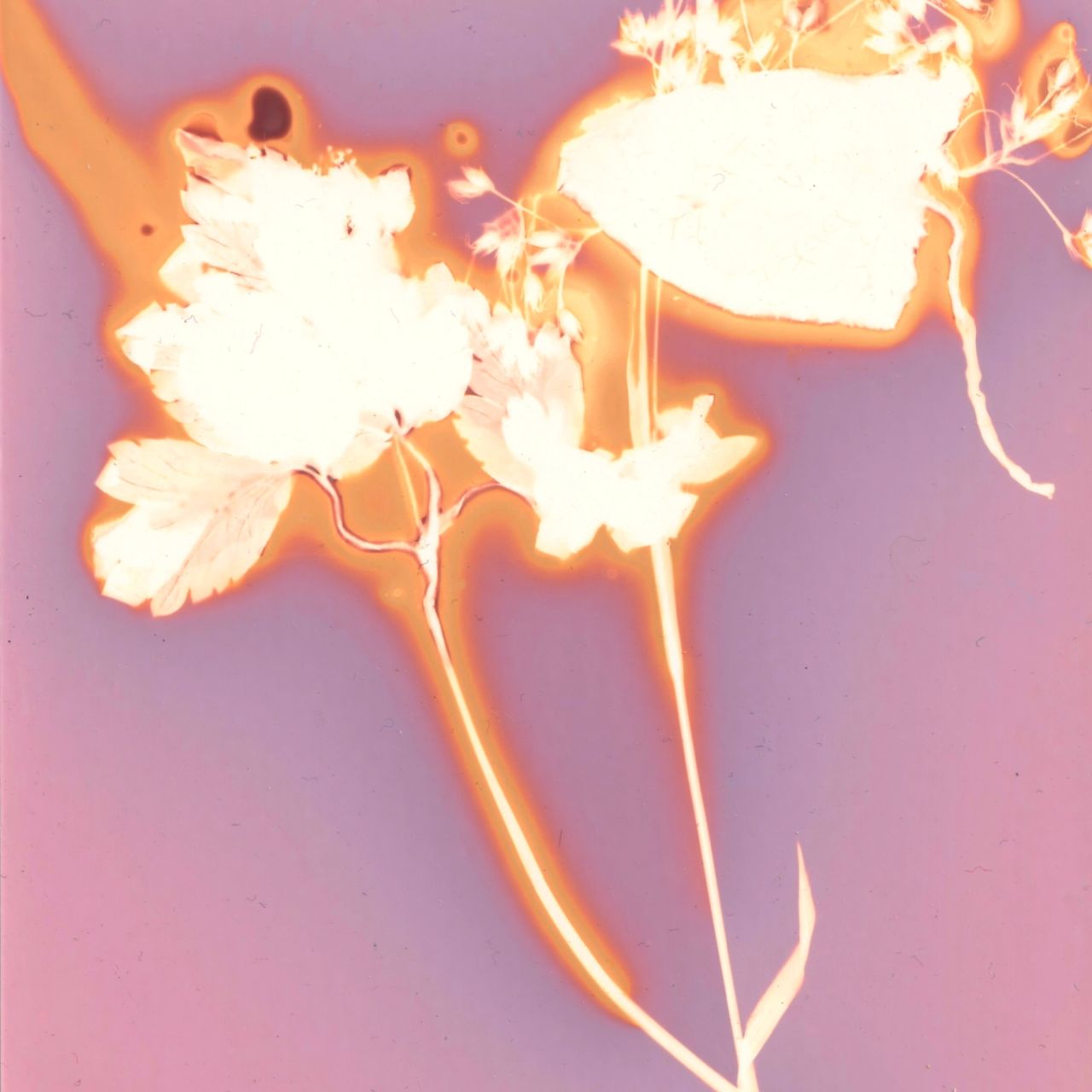 Lumen print