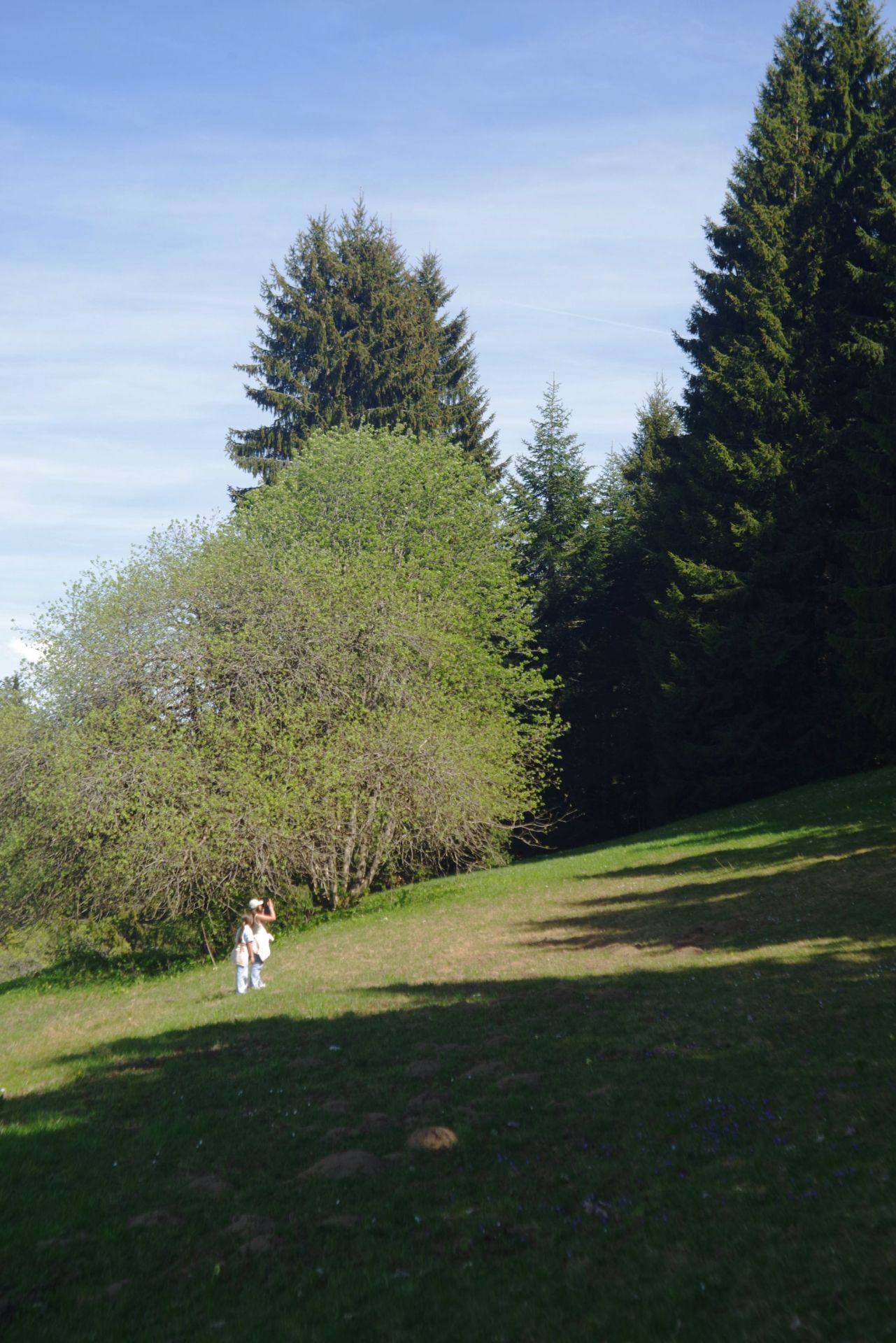 Lisière