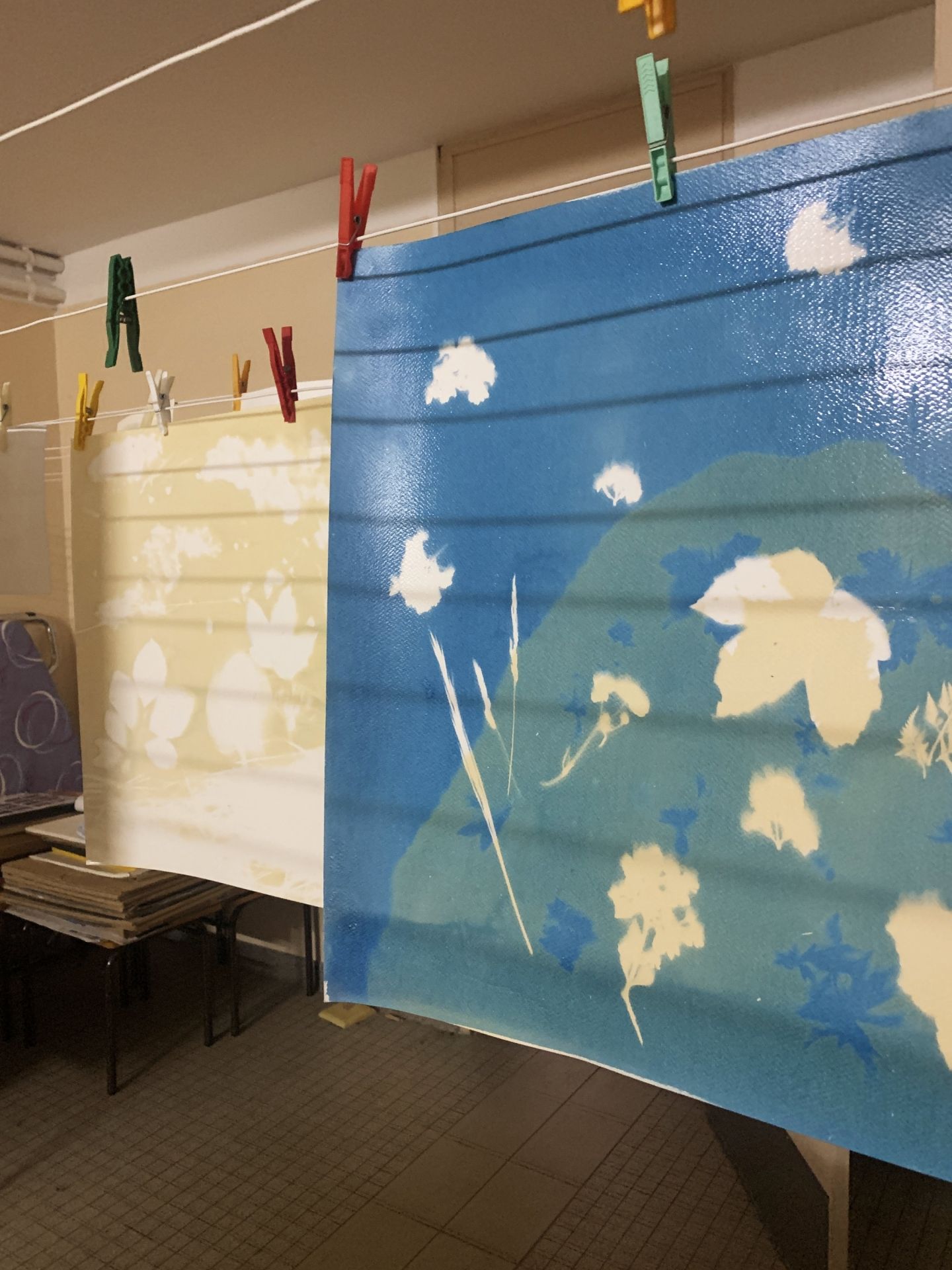 Les cyanotypes séchent