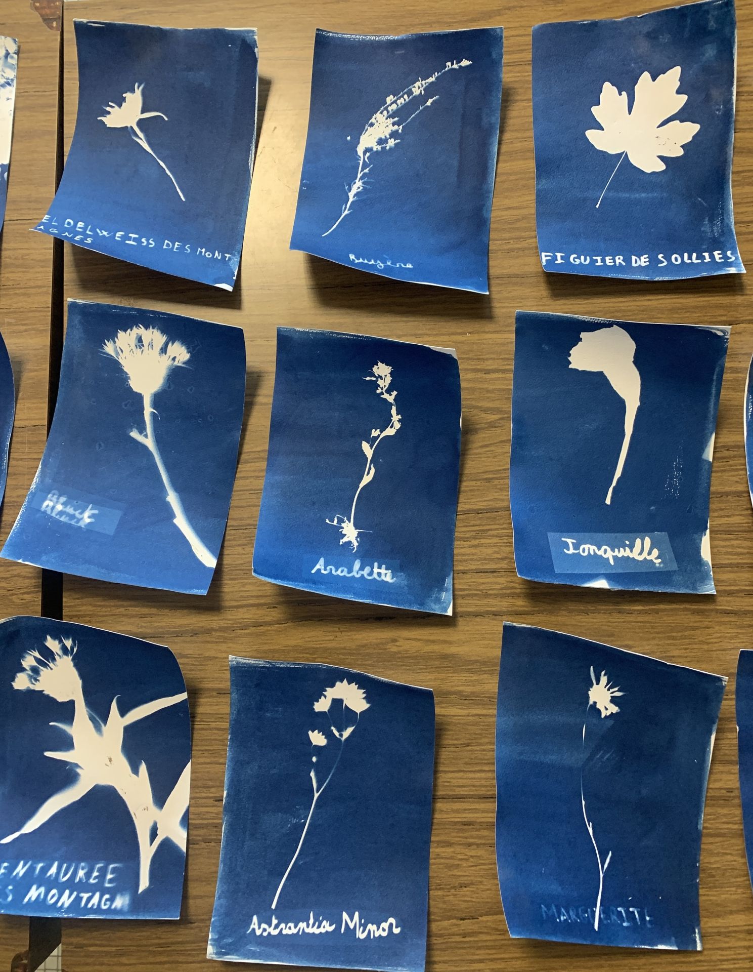 Herbier en cyanotype