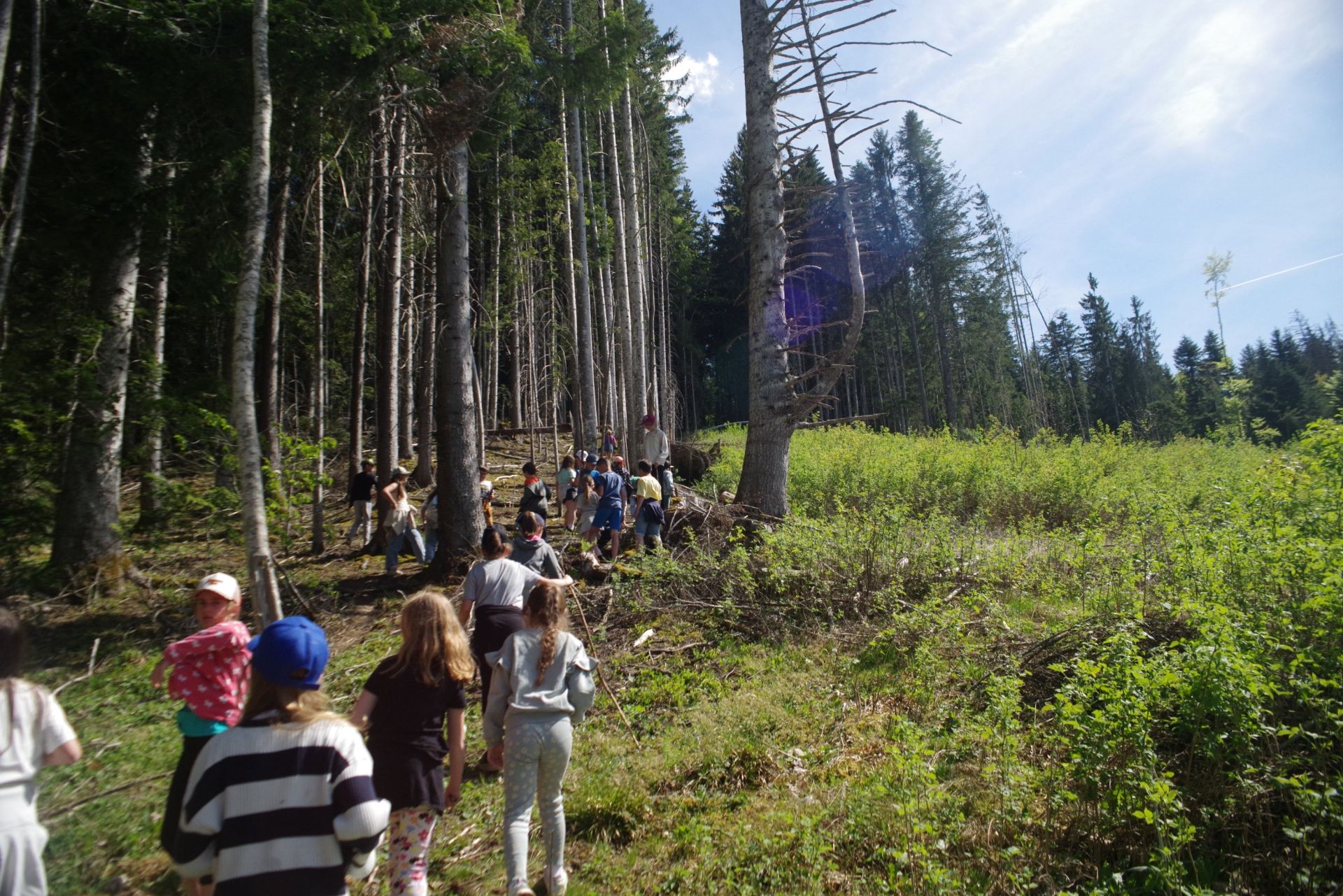 Ballade photographique, à la lisière de la forêt