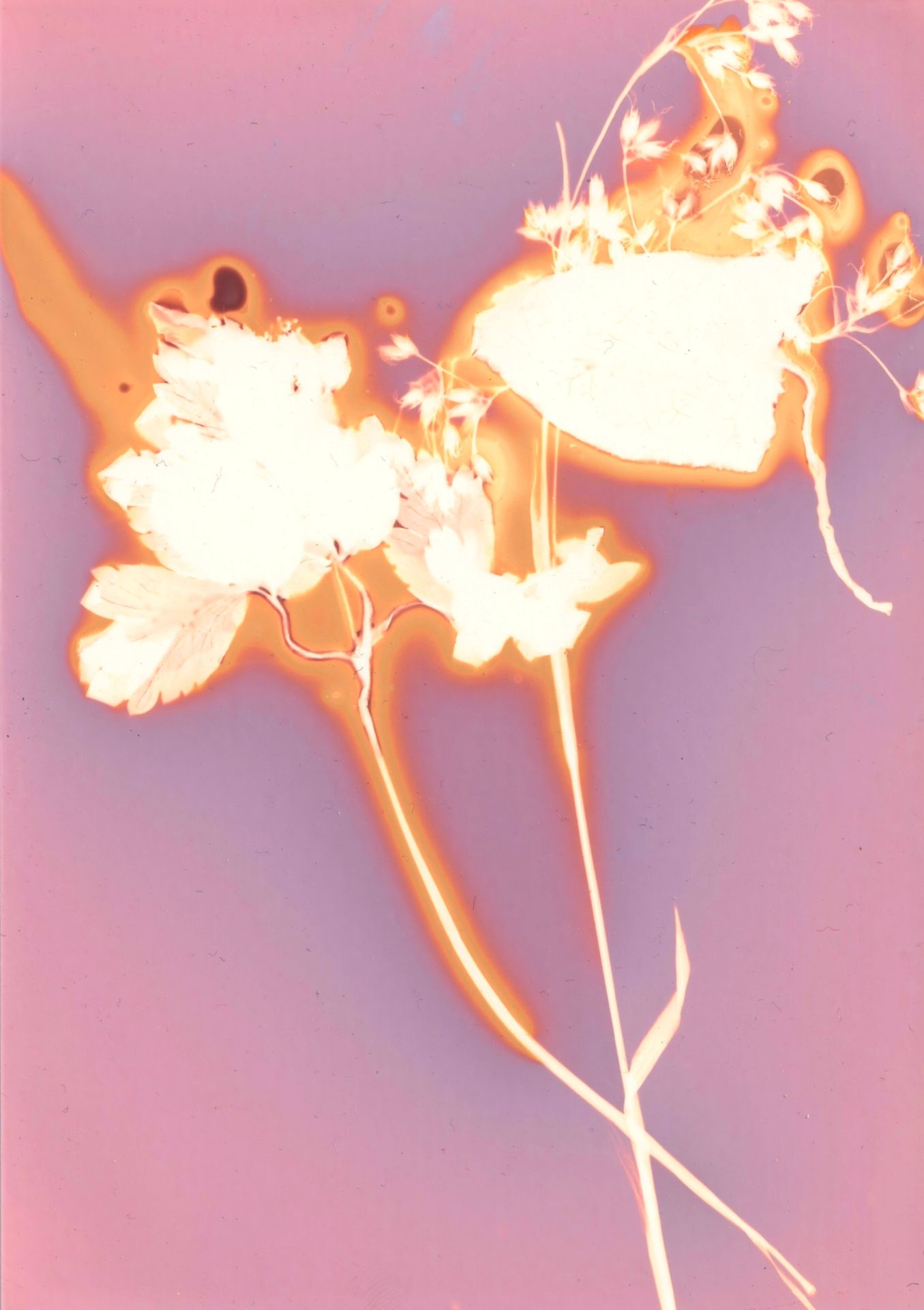 Lumen print