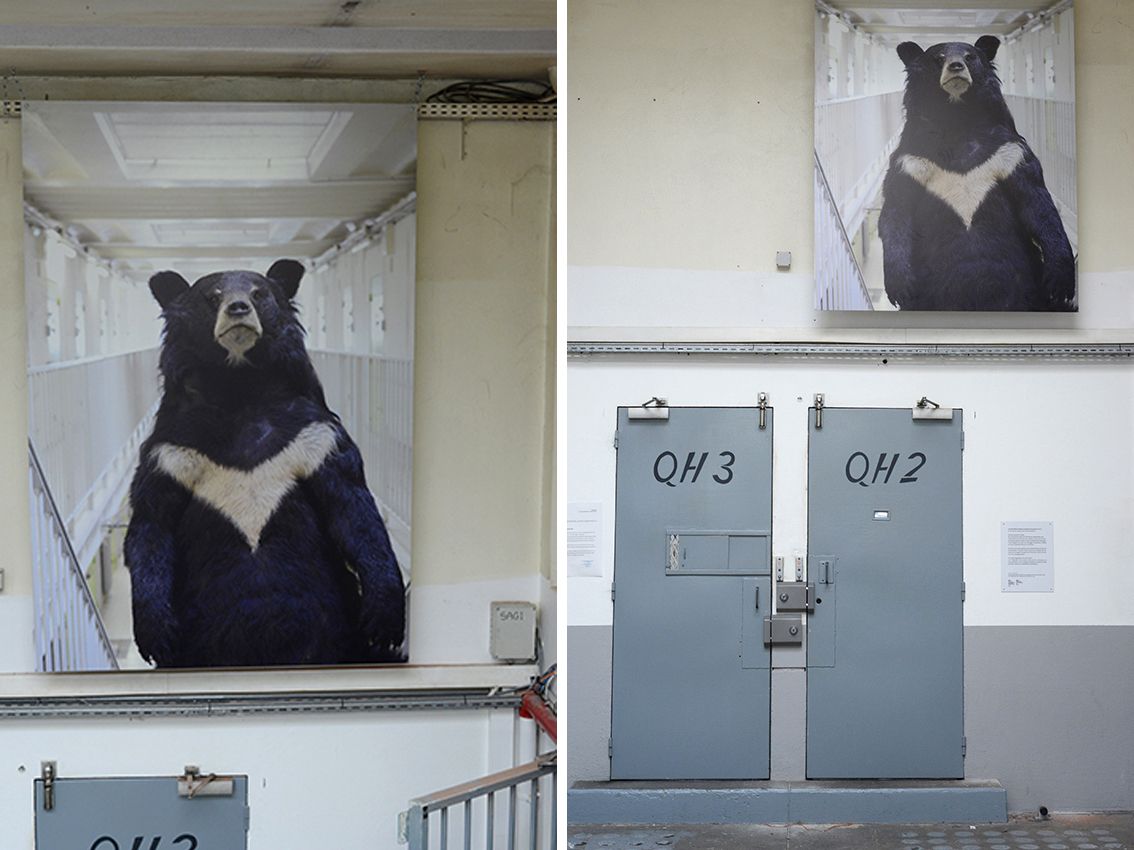 Histoire animale de la prison, Maison d’arrêt de Chambéry 